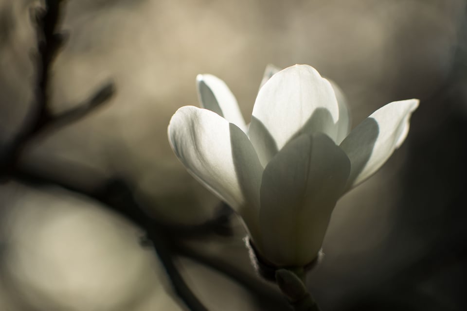 SF Botanical Gardens Extension Tube-12