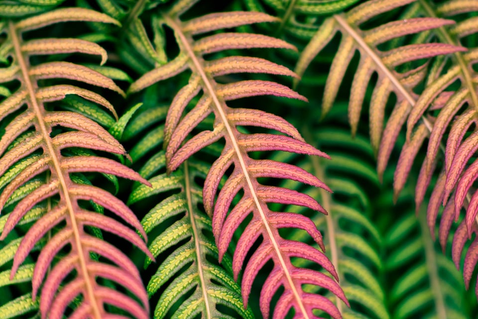 SF Botanical Gardens Extension Tube-13