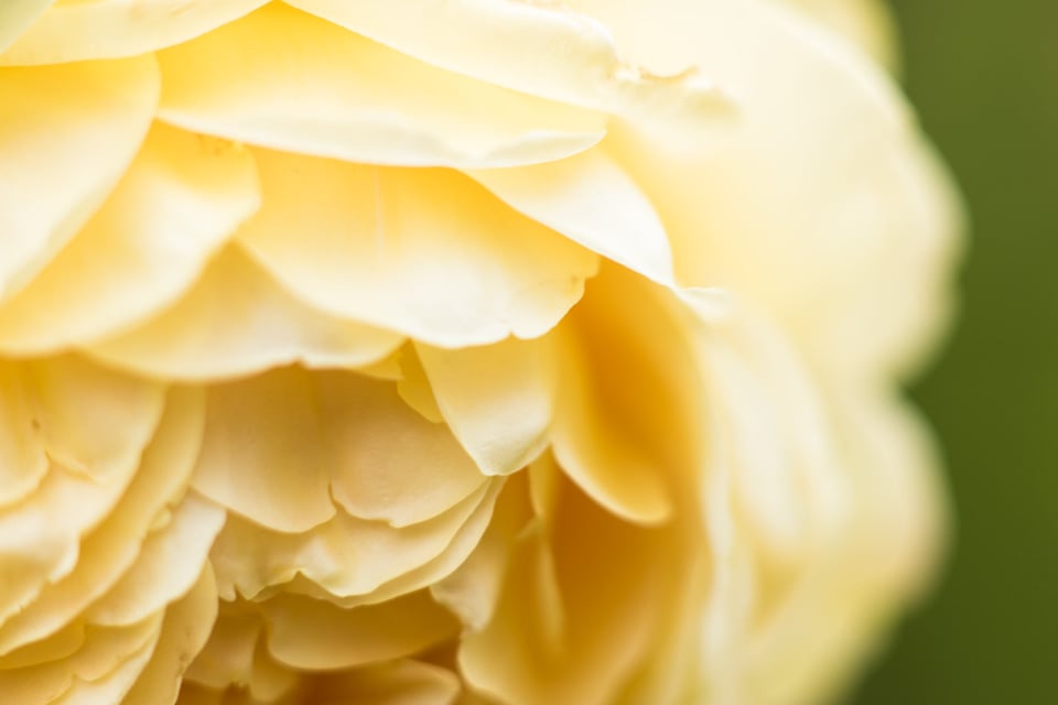 SF Botanical Gardens Extension Tube-2