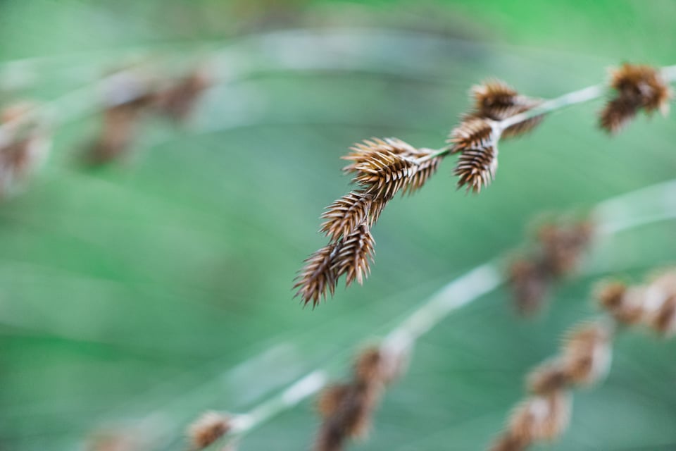 SF Botanical Gardens Extension Tube-3