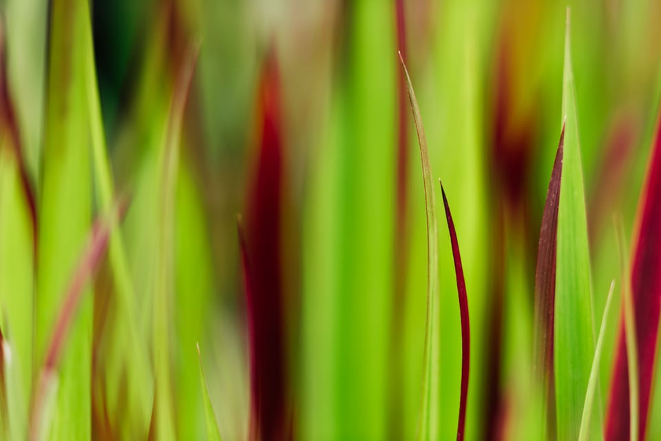 SF Botanical Gardens Extension Tube-4