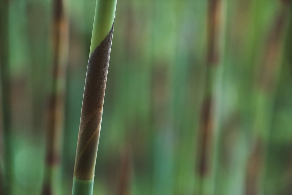 SF Botanical Gardens Extension Tube-5