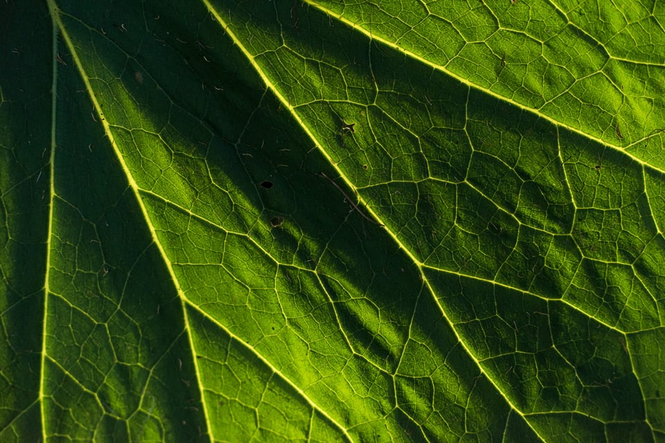 SF Botanical Gardens Extension Tube-8