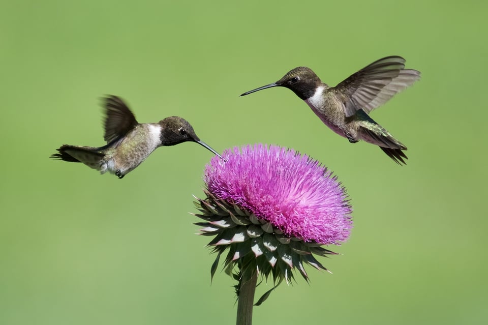 Two Hummingbirds on Thistle Head @f-5.6