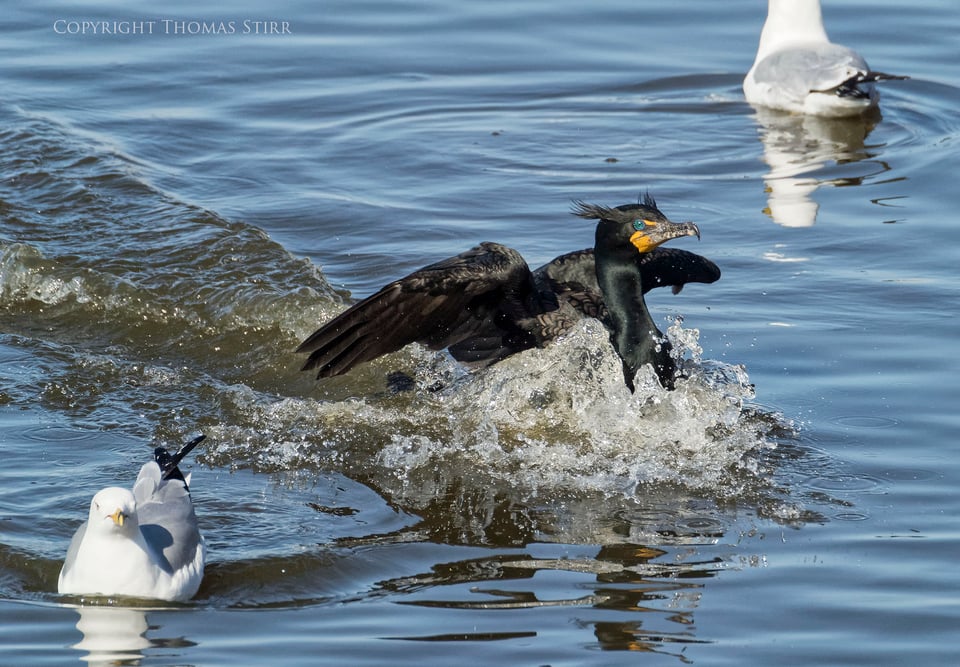 cormorants 10