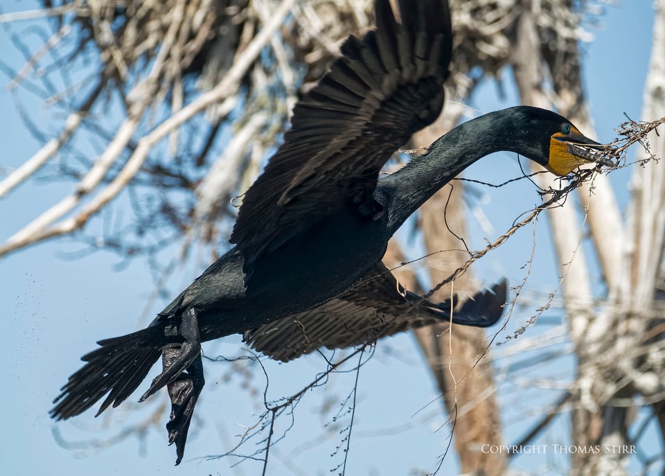 cormorants 11