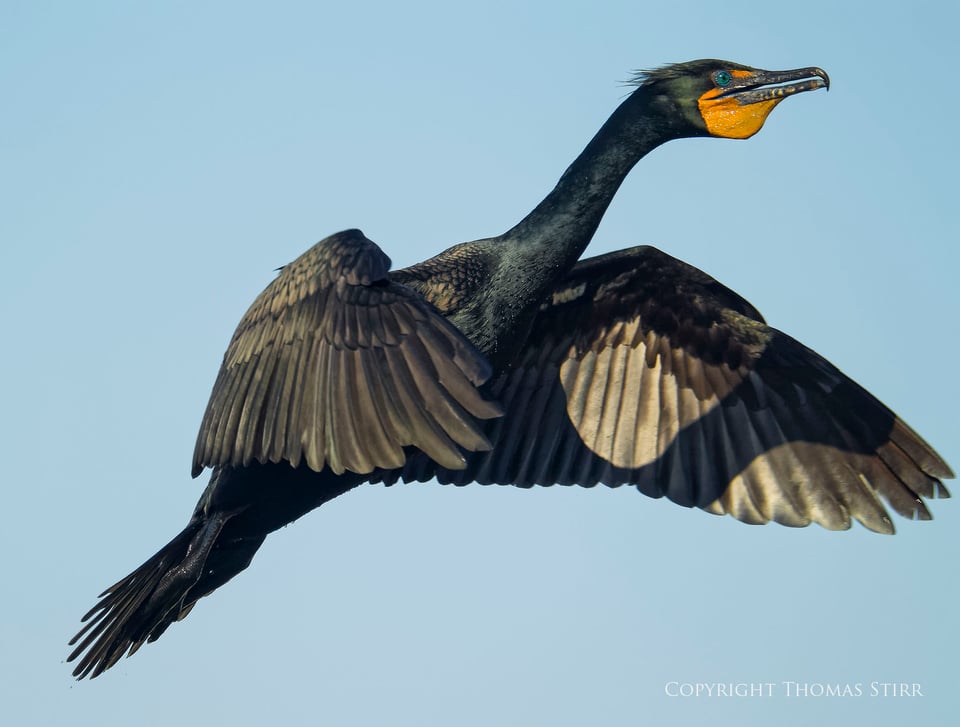cormorants 2