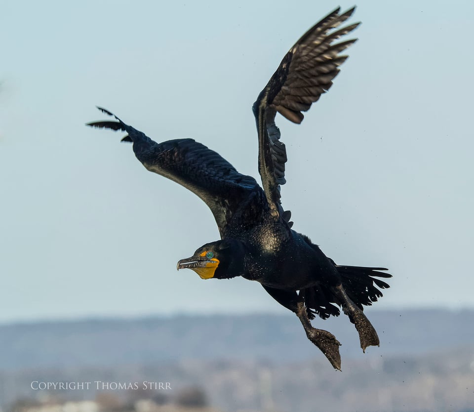 cormorants 3