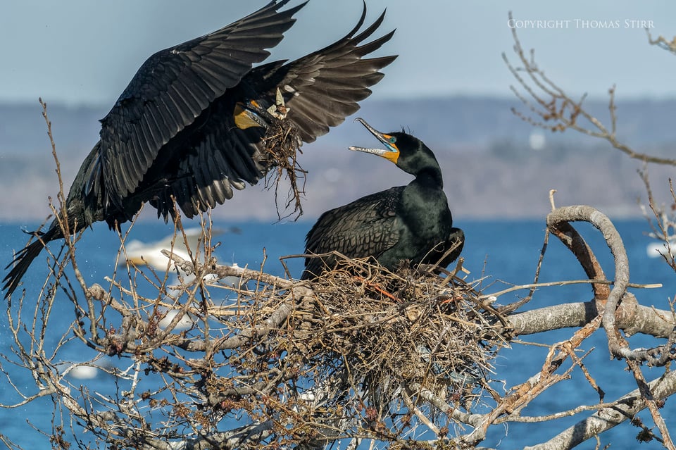 cormorants 4