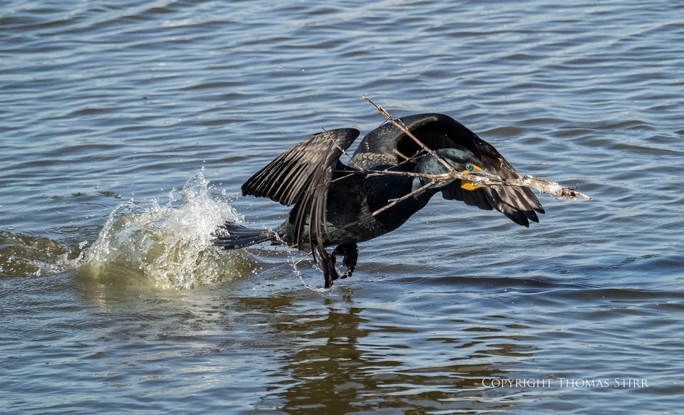 cormorants 5