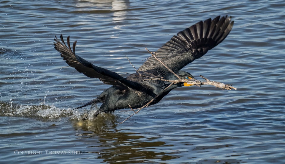 cormorants 6