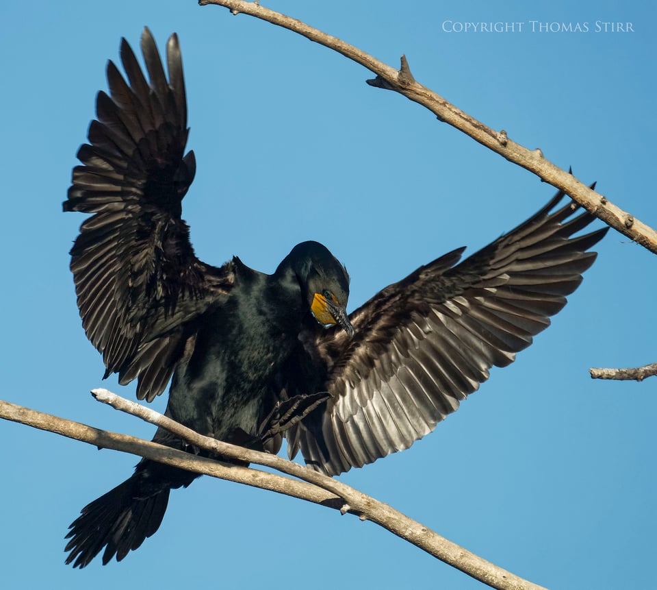 cormorants 7