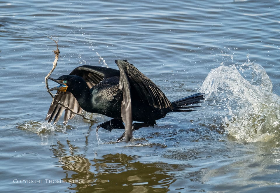 cormorants 8