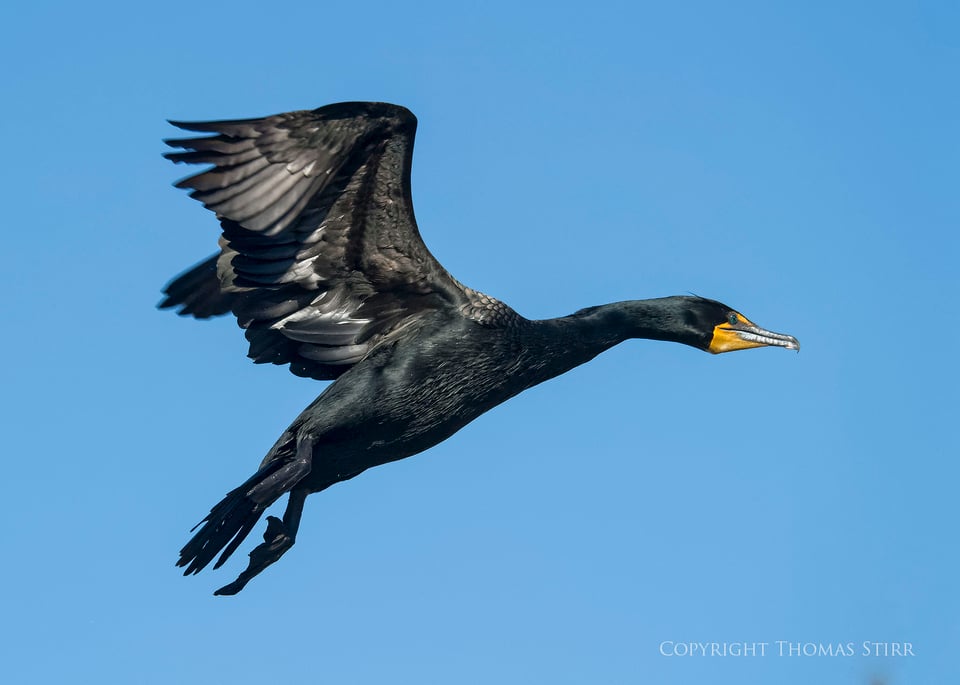 cormorants 9