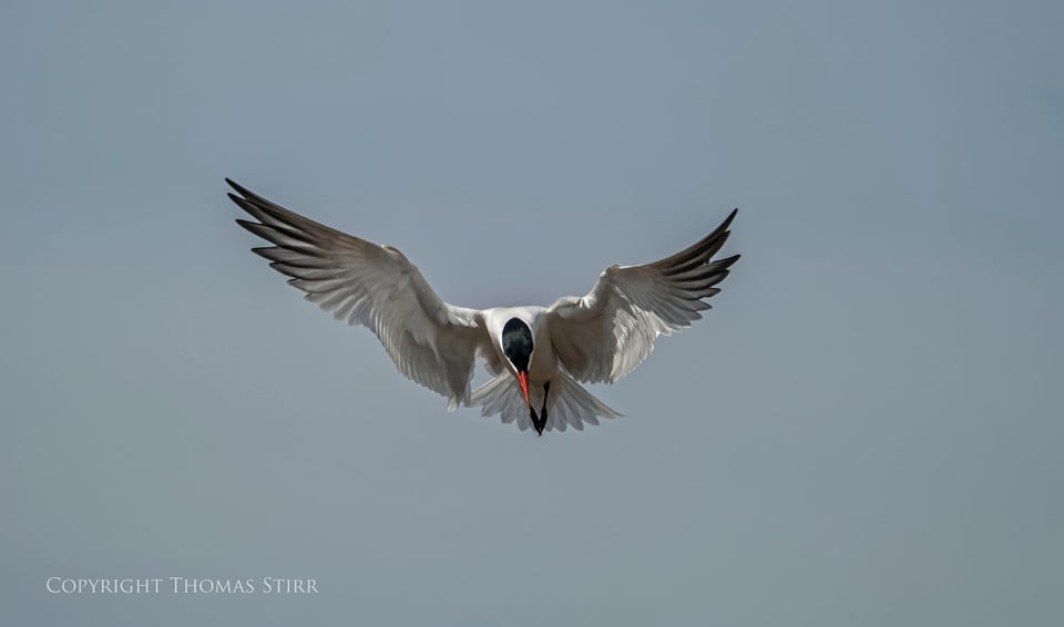 Photographing Birds in Motion at 60fps