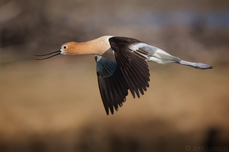 Avocet D7200 + 300mm f4 PF + TC-14E