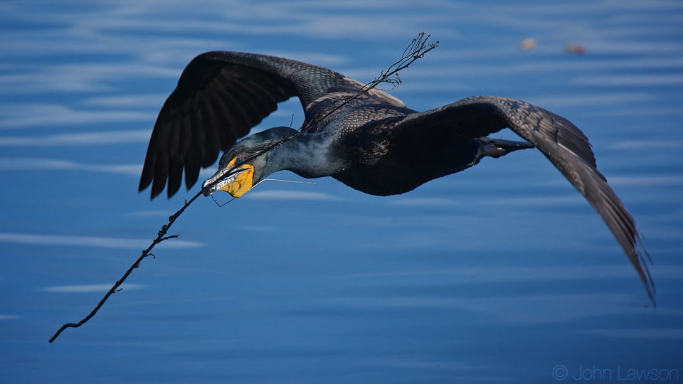 Cormorant D7200 + 300mm f4 PF + TC-14E