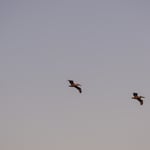 Pelicans and the Moon