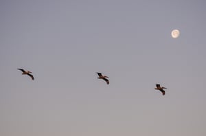 Pelicans and the Moon