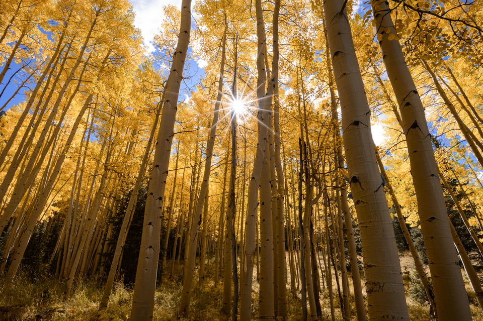 What camera equipment should you bring on a landscape photography trip? It all depends on your mode of transportation: car, plane, or foot. I took this photo of aspen trees on a road trip in Colorado.