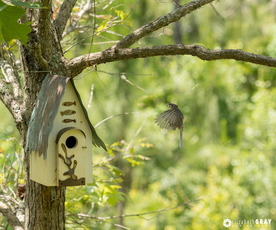 Titmouse