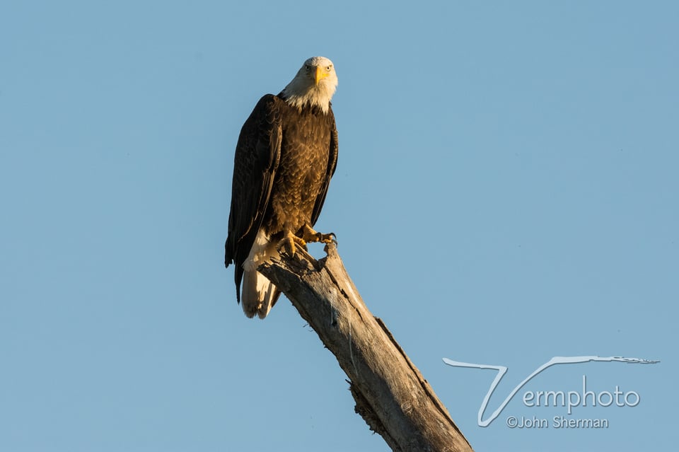 Verm-Bald-Eagle-Dead-Horse-Ranch-720091