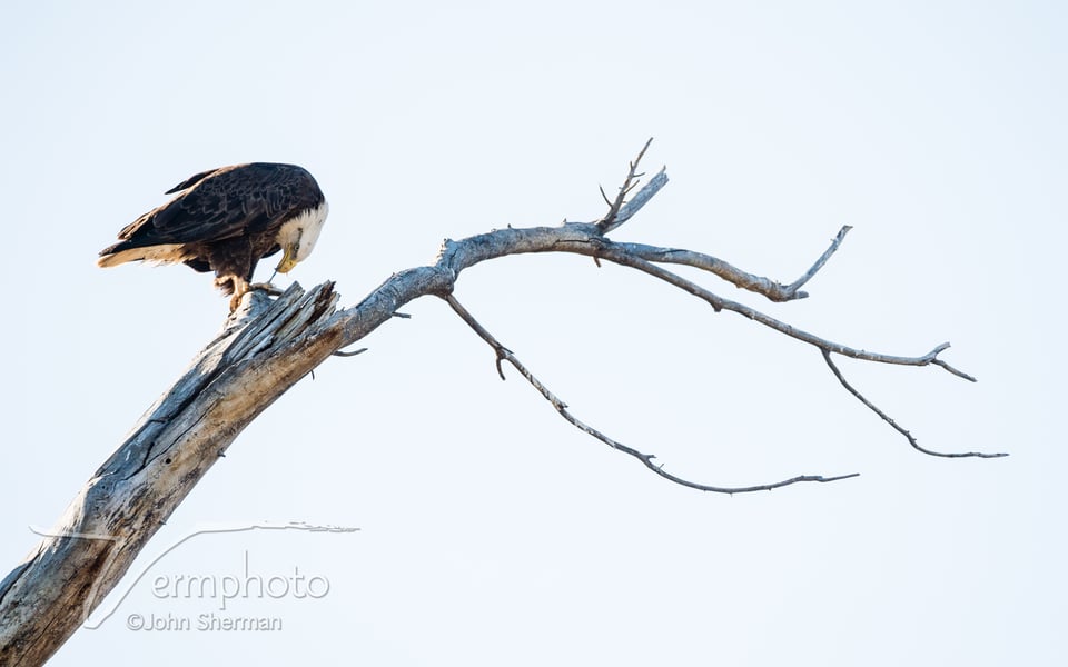 Verm-Bald-eagle-eating-Dead-Horse-Ranch-0010 copy