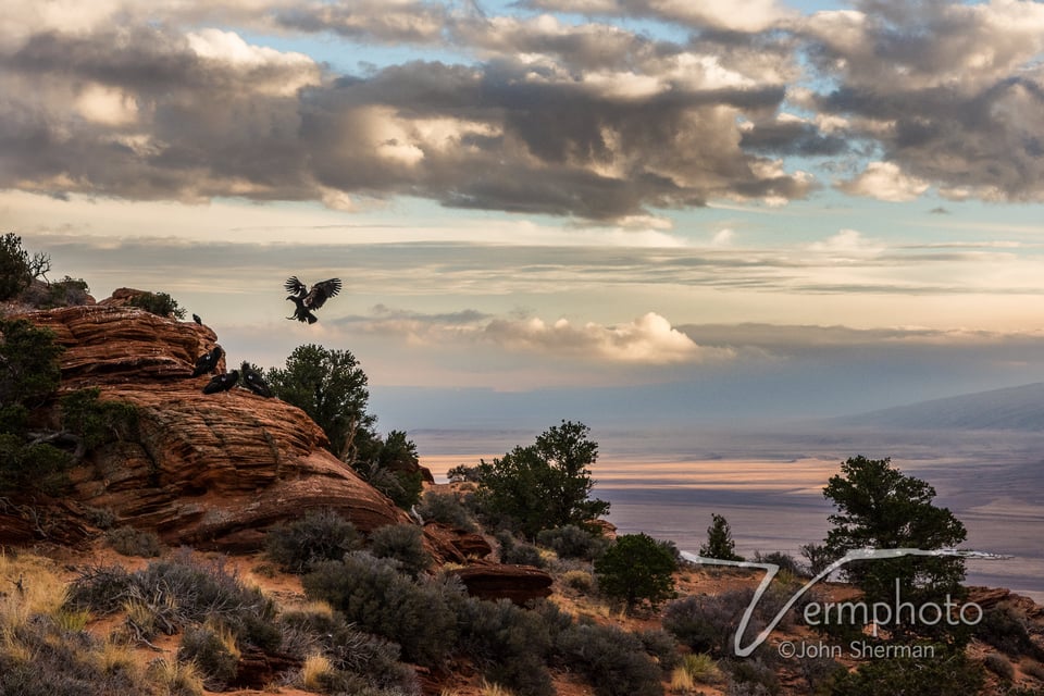 Verm-California-Condor-Vermillion-Cliffs-3918-2