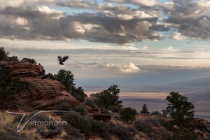 Verm-California-Condor-Vermillion-Cliffs-3918