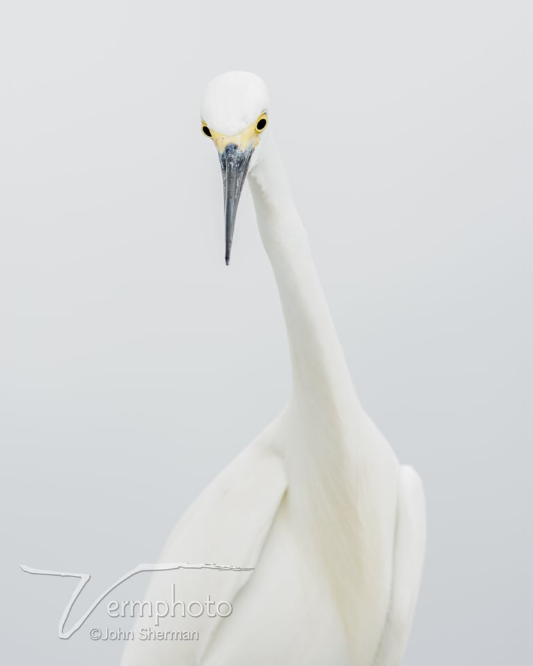 Verm-Great-egret-highkey-Gatorland-729916