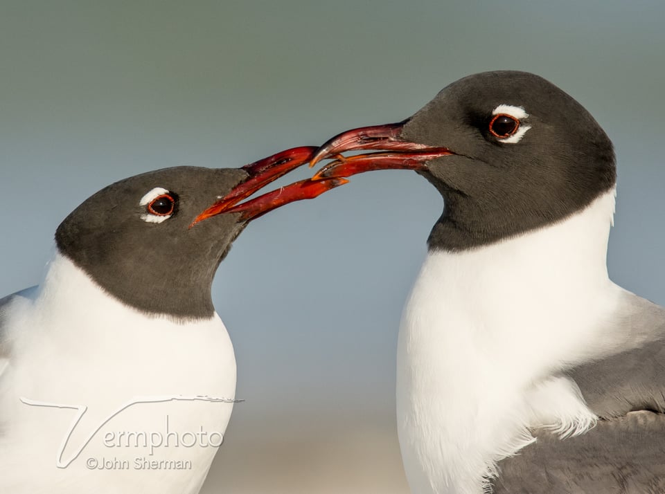 Verm-Laughing-gull-kiss-Fort-De-Soto-723565