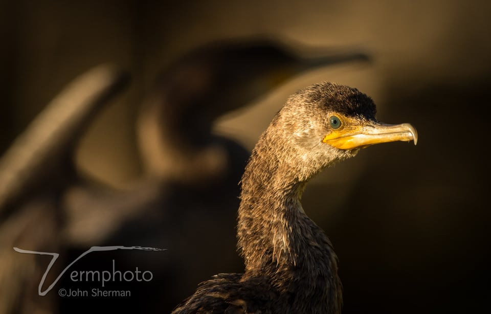 Double-crested Cormorants are superb fishermen; Gilbert Water Ranch, AZ.