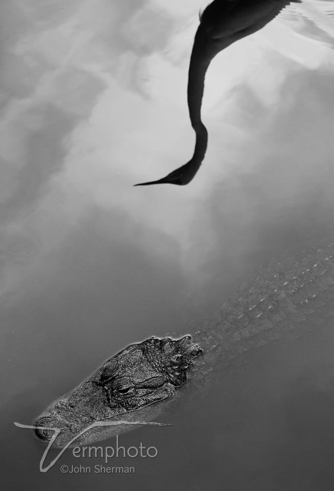 Verm-egret-and-gator-Gatorland-6838