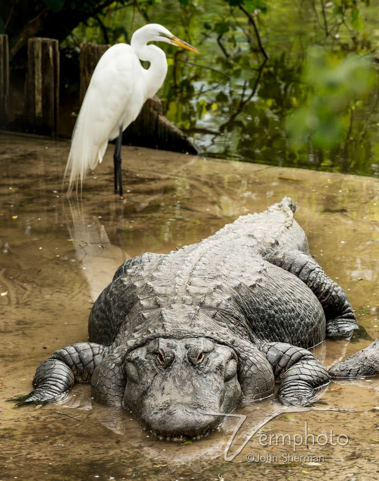 Verm-fat-gator-egret-Gatorland-7480