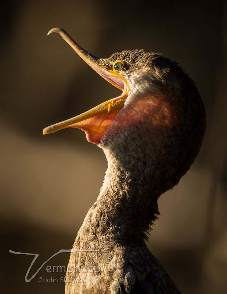 A Double-crested Cormorant yawns at Gilbert Water Ranch, AZ.