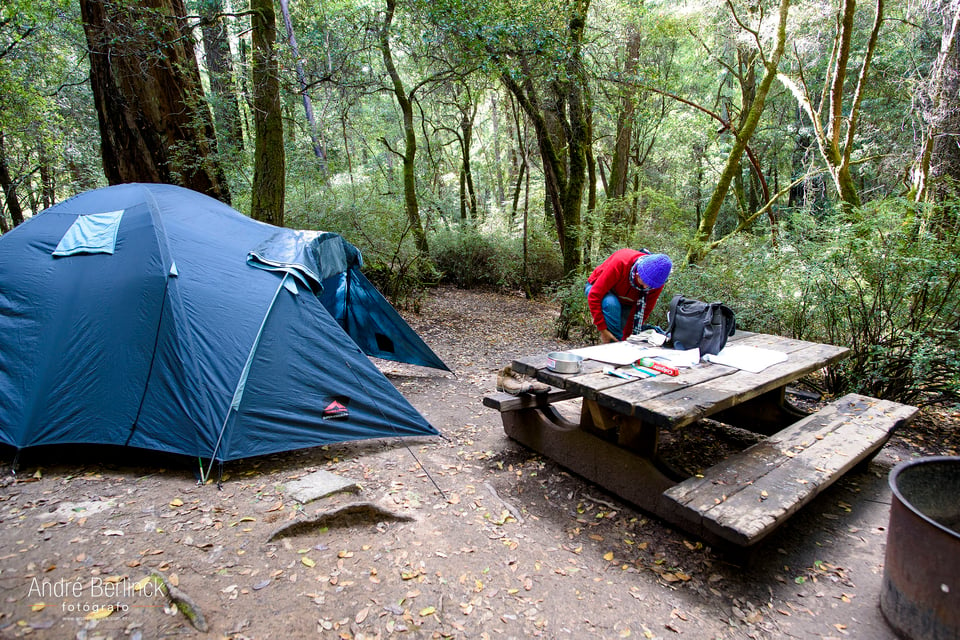 Big Basin Redwoods #2