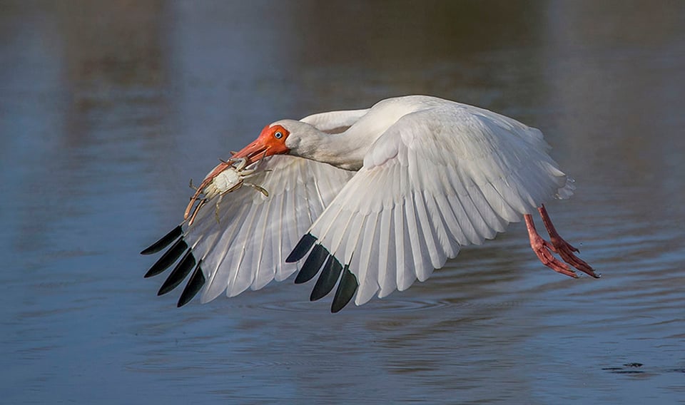 Bird in Flight (1)