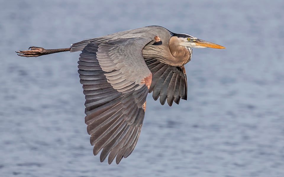 Bird in Flight (10)