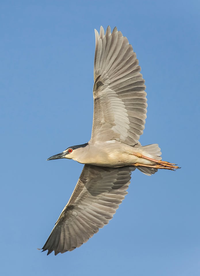 Bird in Flight (12)