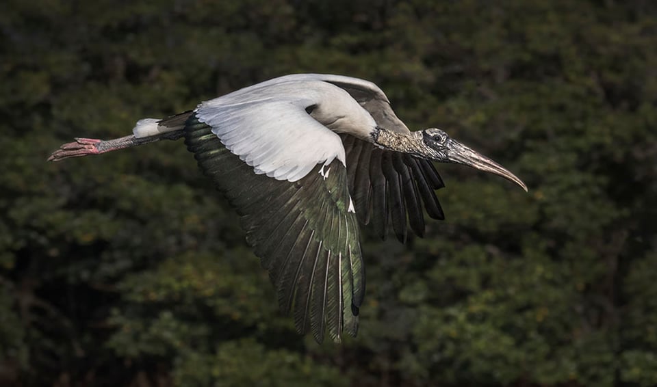 Bird in Flight (14)