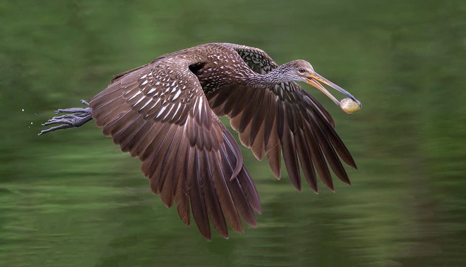 Bird in Flight (2)