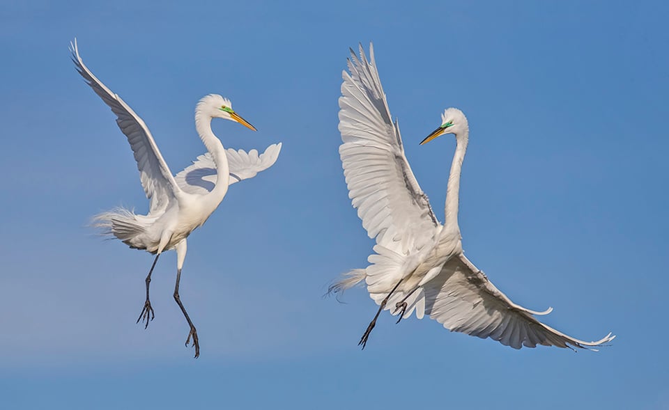 Bird in Flight (3)