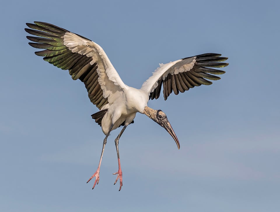 Bird in Flight (4)