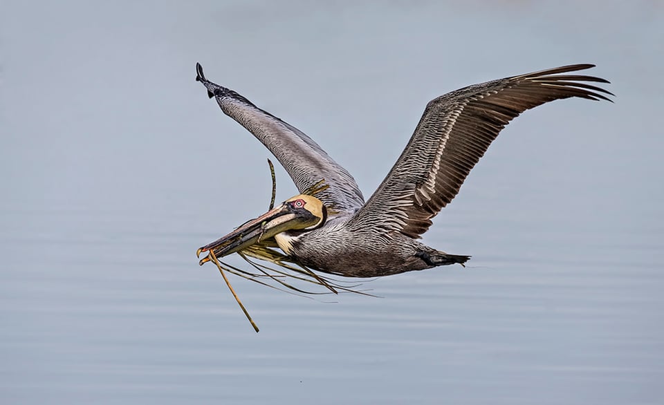 Bird in Flight (5)