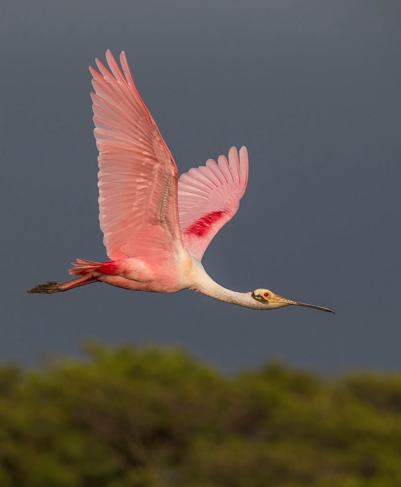 Bird in Flight (6)