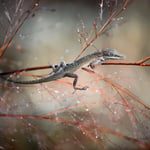 Brown Anole