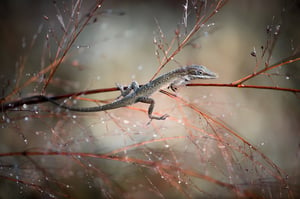 Brown Anole