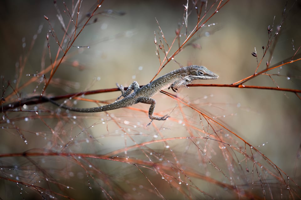 This example photo shows how the lizard's eye aligns exactly with the Rule of Thirds