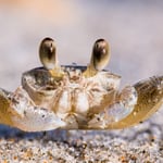 Crab at Sunrise