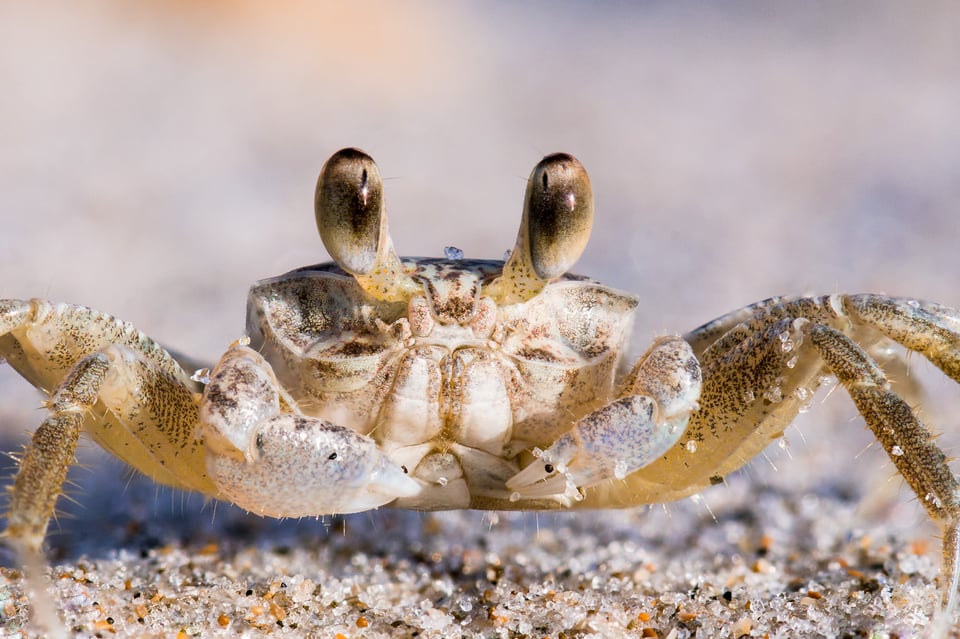 Crab at Sunrise